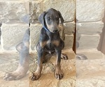 Puppy blue collar Doberman Pinscher