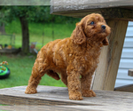 Small #3 Cavalier King Charles Spaniel-Poodle (Toy) Mix