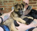 Small #7 German Shepherd Dog
