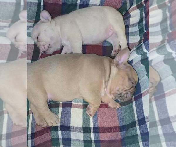 Medium Photo #3 French Bulldog Puppy For Sale in BOSTON, KY, USA