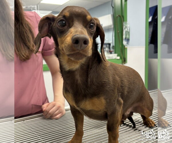 Medium Photo #1 Dachshund-Unknown Mix Puppy For Sale in Washington, DC, USA