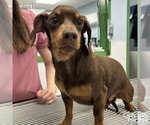 Small Dachshund Mix