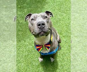 American Pit Bull Terrier Dogs for adoption in San Francisco, CA, USA