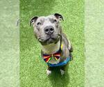 Small American Pit Bull Terrier