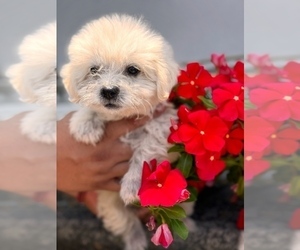 Maltipoo Puppy for sale in ALMA, GA, USA