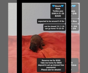 Yorkipoo Puppy for sale in TUCSON, AZ, USA