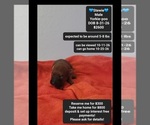 Image preview for Ad Listing. Nickname: Stewie