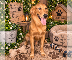 Golden Retriever Puppy for sale in ANTIOCH, CA, USA