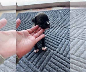 Medium Boxer