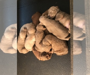 Goldendoodle Puppy for sale in COLUMBIA, KY, USA