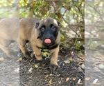 Small Photo #6 Belgian Malinois Puppy For Sale in BOYNTON BEACH, FL, USA
