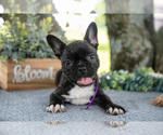 Small #1 Faux Frenchbo Bulldog