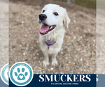 Small #1 Golden Pyrenees