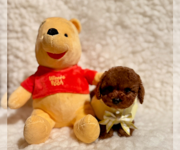 Medium Photo #2 Poodle (Toy) Puppy For Sale in REDLANDS, CA, USA