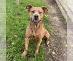 Mutt Dogs for adoption in Modesto, CA, USA