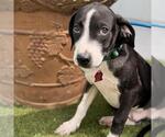 Small #6 Labrador Retriever Mix