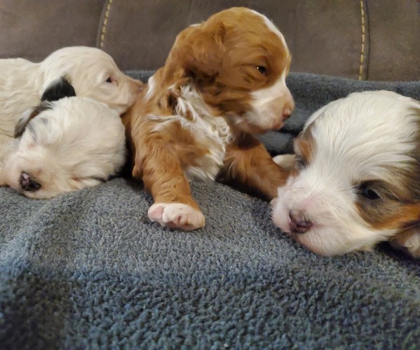 Medium Photo #18 Bernedoodle (Miniature) Puppy For Sale in LEETONIA, OH, USA