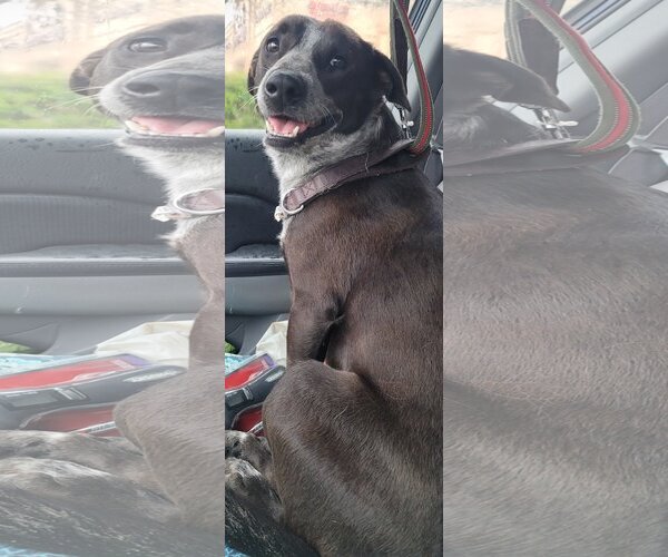 Medium Photo #4 Mutt Puppy For Sale in Melrose, FL, USA