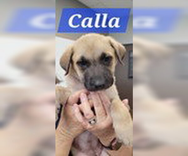 Medium Photo #1 Labrador Retriever-Unknown Mix Puppy For Sale in The Woodlands, TX, USA