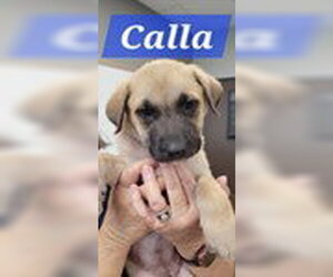 Labrador Retriever-Unknown Mix Dogs for adoption in The Woodlands, TX, USA