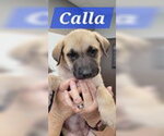 Small Labrador Retriever Mix