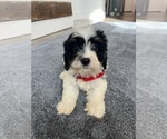 Small #4 Cavapoo