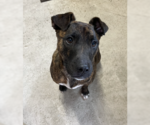 Small #8 American Pit Bull Terrier Mix