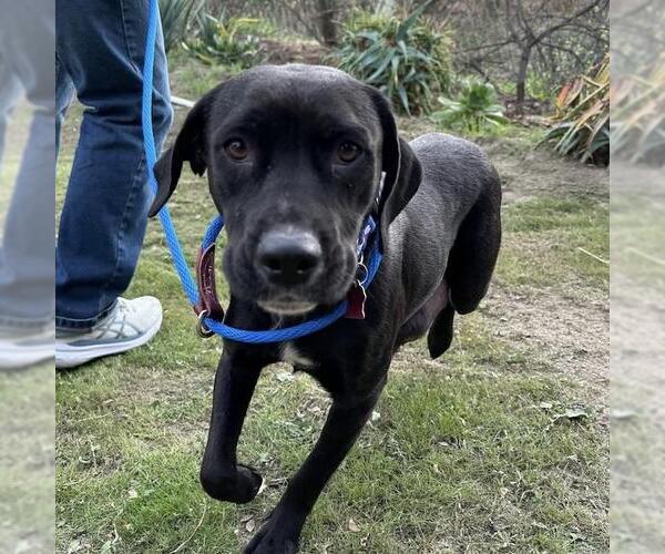 Medium Photo #1 Labrador Retriever-Unknown Mix Puppy For Sale in San Diego, CA, USA