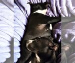 Small Photo #19 American Staffordshire Terrier-Unknown Mix Puppy For Sale in Holly Springs, NC, USA