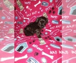Small #17 Poodle (Toy)