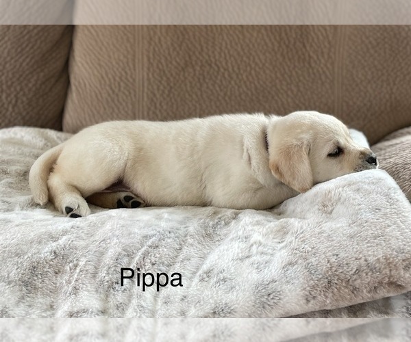 Medium Photo #4 Labrador Retriever Puppy For Sale in Tekonsha, MI, USA