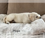 Small Photo #4 Labrador Retriever Puppy For Sale in Tekonsha, MI, USA