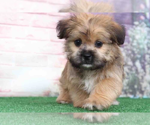 Medium Photo #1 Shorkie Tzu Puppy For Sale in BEL AIR, MD, USA