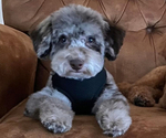 Small Photo #1 Cockapoo (Miniature) Puppy For Sale in GREENTOWN, IN, USA