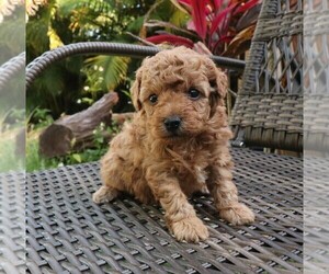 Goberian Puppy for sale in TAMPA, FL, USA