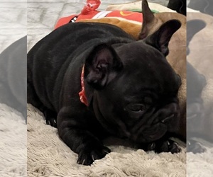 French Bulldog Puppy for sale in BOLIVAR, MO, USA