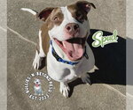 Small #8 Staffordshire Bull Terrier Mix