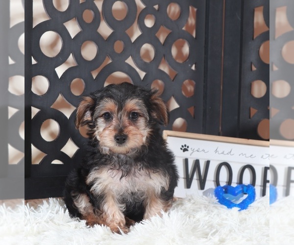 Medium Photo #4 YorkiePoo Puppy For Sale in MOUNT VERNON, OH, USA