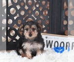Small #3 YorkiePoo
