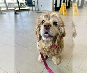 Cocker Spaniel Dogs for adoption in Chester, NJ, USA