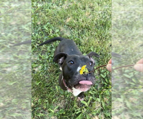 Medium Photo #50 American Pit Bull Terrier-Unknown Mix Puppy For Sale in Germantown, OH, USA
