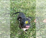 Small #49 American Pit Bull Terrier Mix