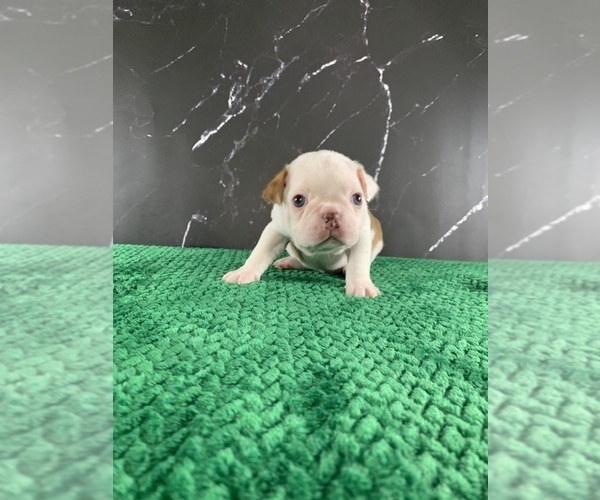 Medium Photo #19 Boston Terrier Puppy For Sale in TULARE, CA, USA