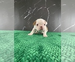 Small Photo #163 Boston Terrier Puppy For Sale in TULARE, CA, USA