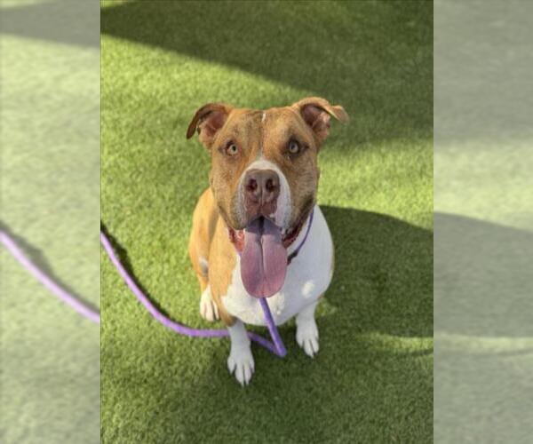 Medium Photo #1 American Pit Bull Terrier-Unknown Mix Puppy For Sale in Las Vegas, NV, USA