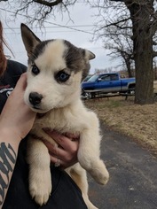 Siberian Husky Puppy for sale in SPARTA, WI, USA
