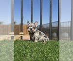 Small #23 French Bulldog