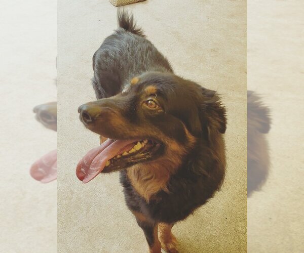 Medium Photo #5 Bernese Mountain Dog-Collie Mix Puppy For Sale in Houston, TX, USA