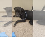 Small #3 Labrador Retriever