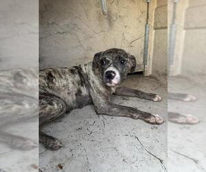 Mutt Dogs for adoption in Oklahoma City, OK, USA